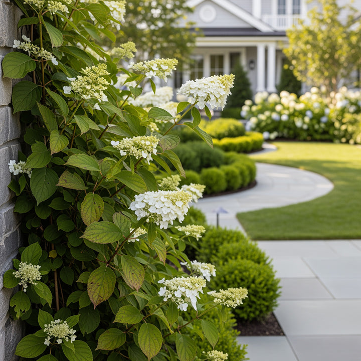 Climbing Hydrangea - Hydrangea anomala petiolaris