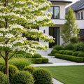 Cloudburst? Dogwood Tree - Cornus florida 'Cloudburst'