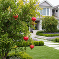 Cold Hardy Red Pomegranate Tree - USDA Organic - Punica granatum