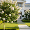 Colorama? Ivory Crape Myrtle Tree - Lagerstroemia
