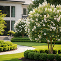 Colorama? Pearl Crape Myrtle Tree - Lagerstroemia