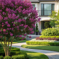 Colorama? Purple Crape Myrtle Tree - Lagerstroemia