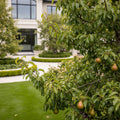 Comice Pear Tree - Pyrus communis 'Comice'