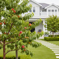 Contender Peach Tree - Prunus persica