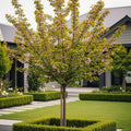 Coral Champagne Cherry Tree - Prunus avium