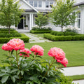 Coral Charm Peony - Paeonia