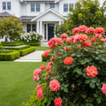 Coral Drift? Rose - Rosa 'Meidrifora'