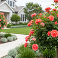 Coral Knock Out? Rose Shrub - Rosa 'Coral Knock Out'