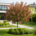Coralburst? Crabapple Tree - Malus 'Coralburst'
