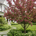 Robinson Crabapple Tree - Malus 'Robinson'