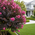 Black Diamond? Pave Pink? Crape Myrtle Bush - Lagerstroemia