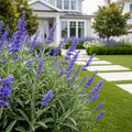 Better Versions? CrazyBlue Russian Sage Plant - Perovskia atriplicifolia
