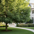 Creek Pecan Tree - Carya illinoinensis 'Creek'