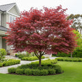 Crimson Queen Japanese Maple Tree - Acer palmatum 'Crimson Queen'