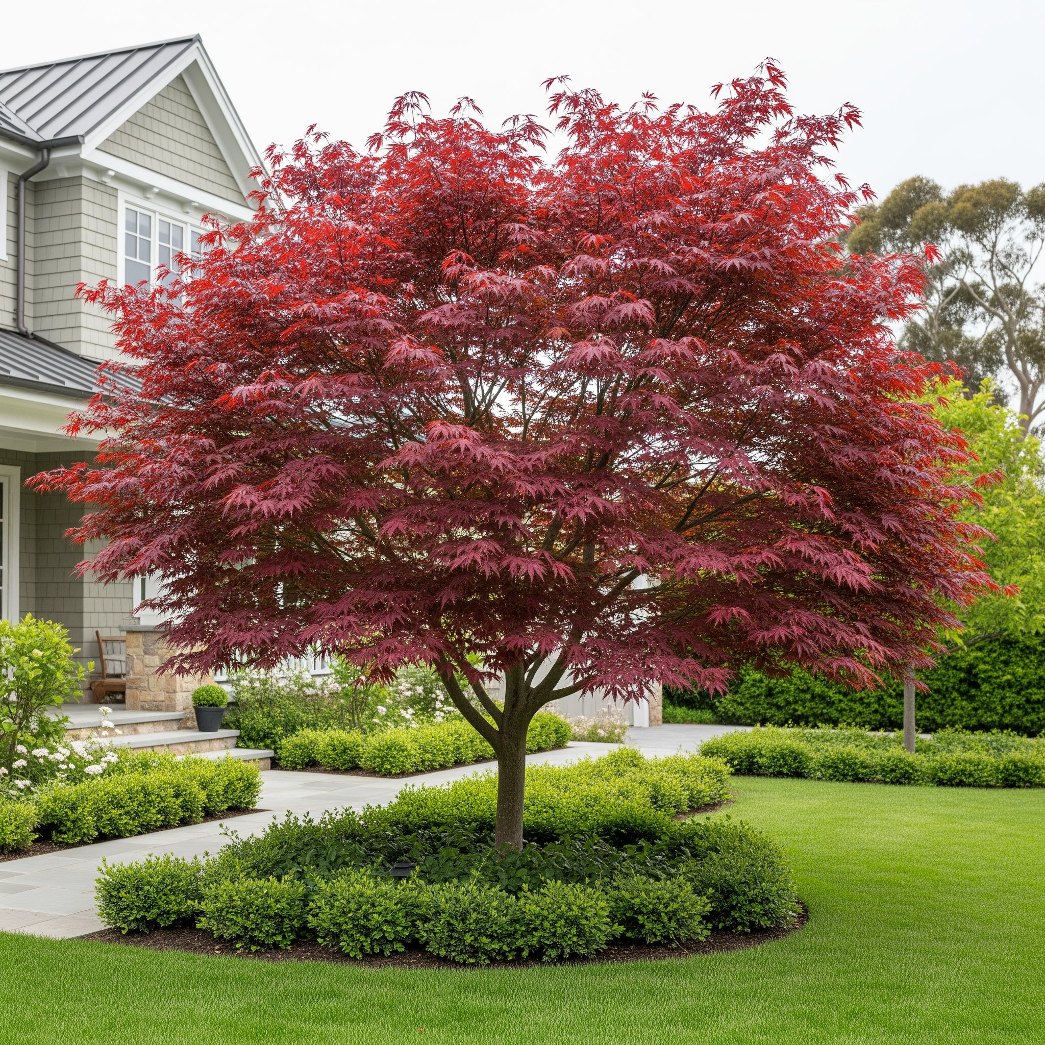 Crimson Queen Japanese Maple Tree - Acer palmatum 'Crimson Queen'