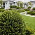 Cryptomeria 'Globosa Nana' Shrub - Japanese Cedar