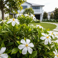 Daisy Gardenia - Gardenia jasminoides 'Daisy'