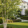 Dakota Pinnacle Birch Tree - Betula papyrifera 'Dakota Pinnacle'
