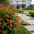Dallas Red Lantana - Lantana horrida 'Dallas Red'