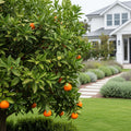 Dancy Tangerine Tree - Citrus reticulata 'Dancy'