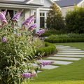 Dapper? Lavender Butterfly Bush - Buddleja