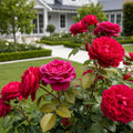 David Austin? Darcey Bussell? English Shrub Rose