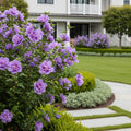 Proven Winners? Dark Lavender Chiffon? Rose of Sharon Althea - Hibiscus syriacus