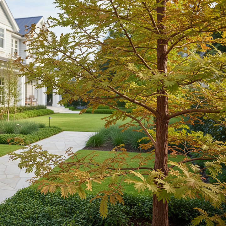 Dawn Redwood Tree - Metasequoia glyptostroboides