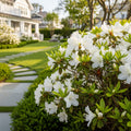 Delaware Valley White Azalea - Rhododendron