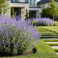 Proven Winners? Denim 'n Lace Russian Sage - Perovskia atriplicifolia