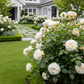 David Austin? Desdemona? Rose Shrub