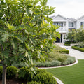 Desert King Fig Tree - Ficus carica 'Desert King'