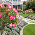 Desert Rose Adenium - Adenium obesum