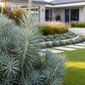 Desert Spoon Shrub - Dasylirion wheeleri