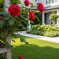 Don Juan Climbing Rose Shrub - Rosa 'Don Juan'