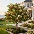 Double Delight Nectarine Tree - Prunus persica