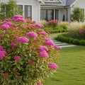 Proven Winners? Double Play Doozie? Spiraea