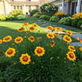 Double The Sun Coreopsis Plant - Coreopsis tinctoria 'Double The Sun'