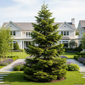 Douglas Fir Tree - Pseudotsuga menziesii