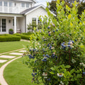 Southern Living? DownHome Harvest? Bless Your Heart? Blueberry Shrub - Vaccinium ashei