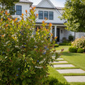 Southern Living? DownHome Harvest? Takes The Cake? Blueberry Shrub - Vaccinium ashei 'Vernon'