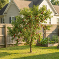 Red Haven Peach Tree - Prunus persica 'Redhaven'