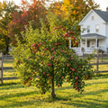 Fuji Apple Tree - Malus domestica 'Fuji'
