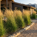 Karl Foerster Feather Reed Grass - Calamagrostis x acutiflora 'Karl Foerster'