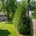 Thuja Green Giant Arborvitae - Thuja plicata x standishii 'Green Giant'
