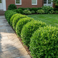 Wintergreen Boxwood - Buxus sinica var. insularis 'Wintergreen'