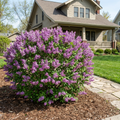Proven Winners? Bloomerang? Lilac - Syringa 'SMSJBP7'