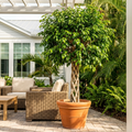 Braided Benjamina Ficus - Ficus benjamina