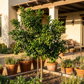 Sudachi Lime Tree - Citrus sudachi