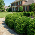 Babylon Beauty? Boxwood - Better Boxwood? Buxus hybrid 'Babylon Beauty?